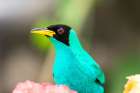 Caribbean-Trinidad-Asa Wright Nature Center Male green honeycreeper bird close-up Art Print